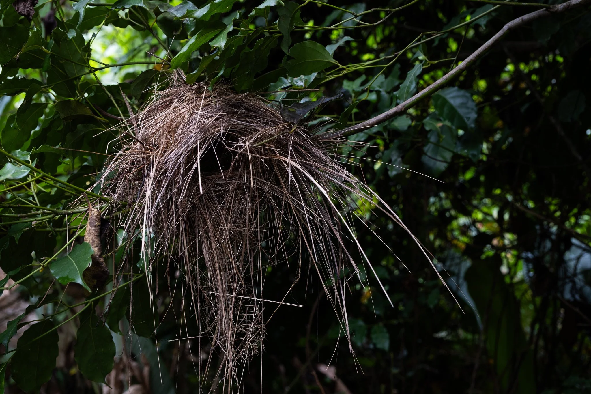 DSCF6416.jpg