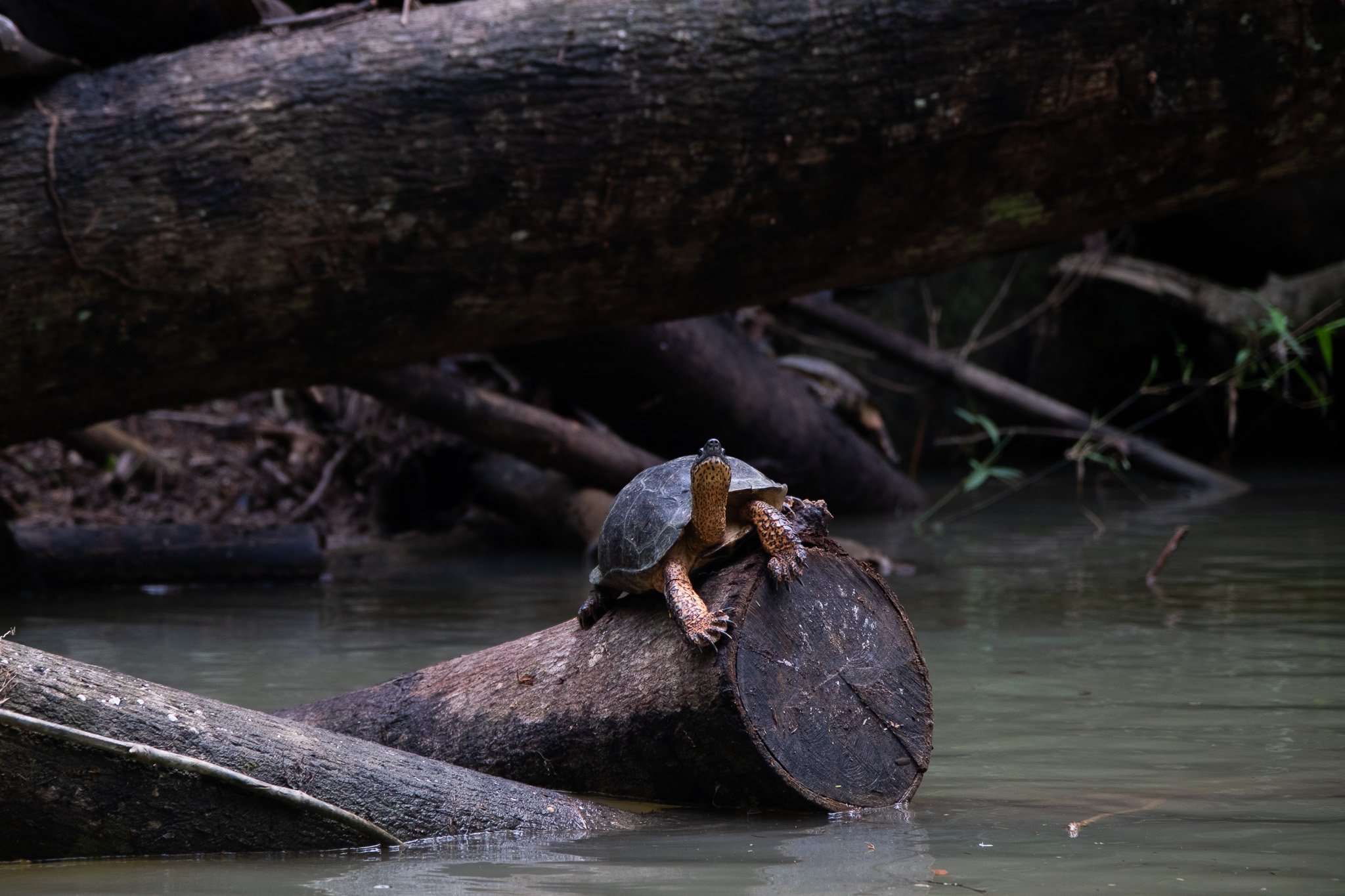 DSCF6498.jpg