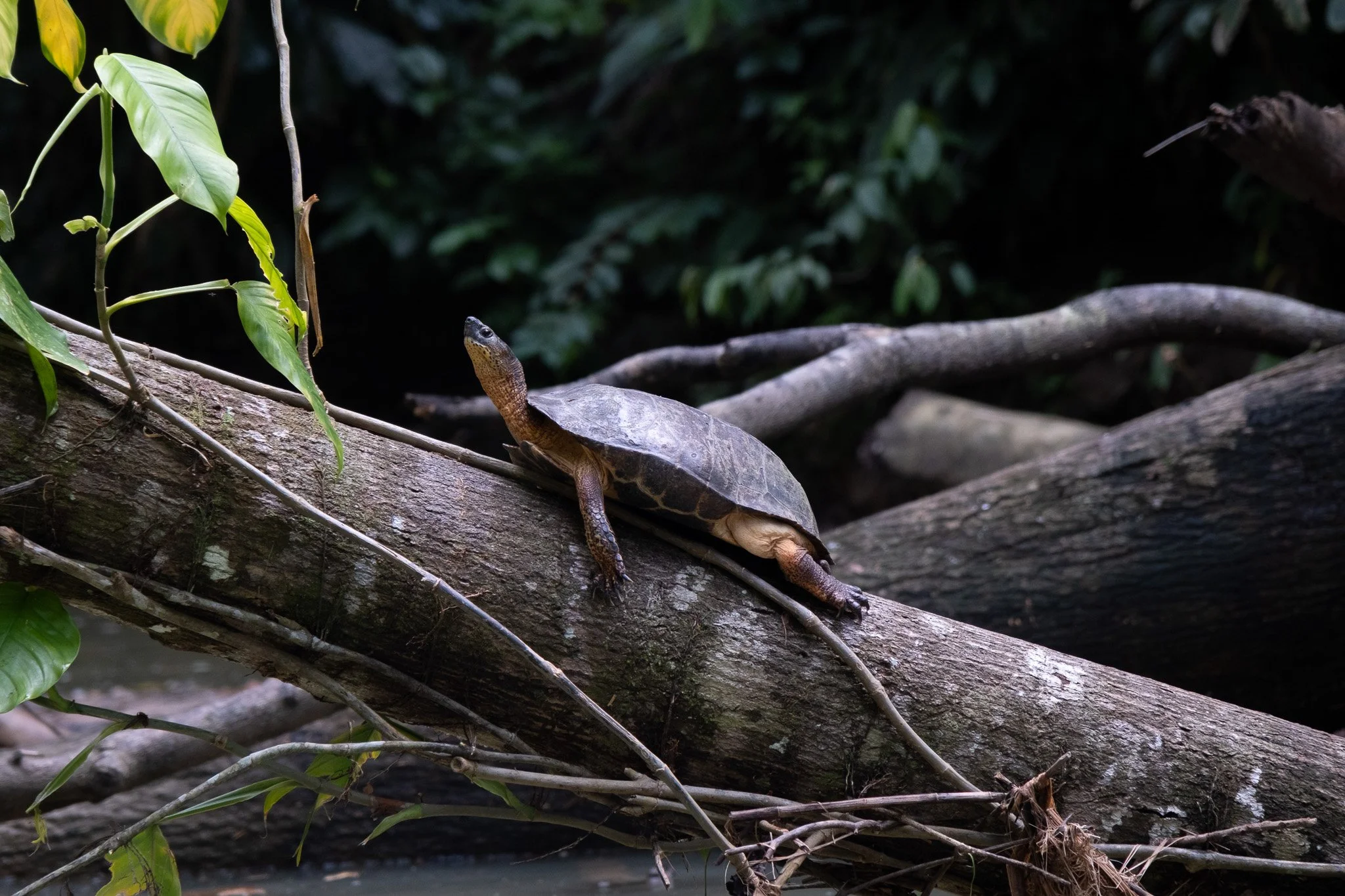 DSCF6499.jpg