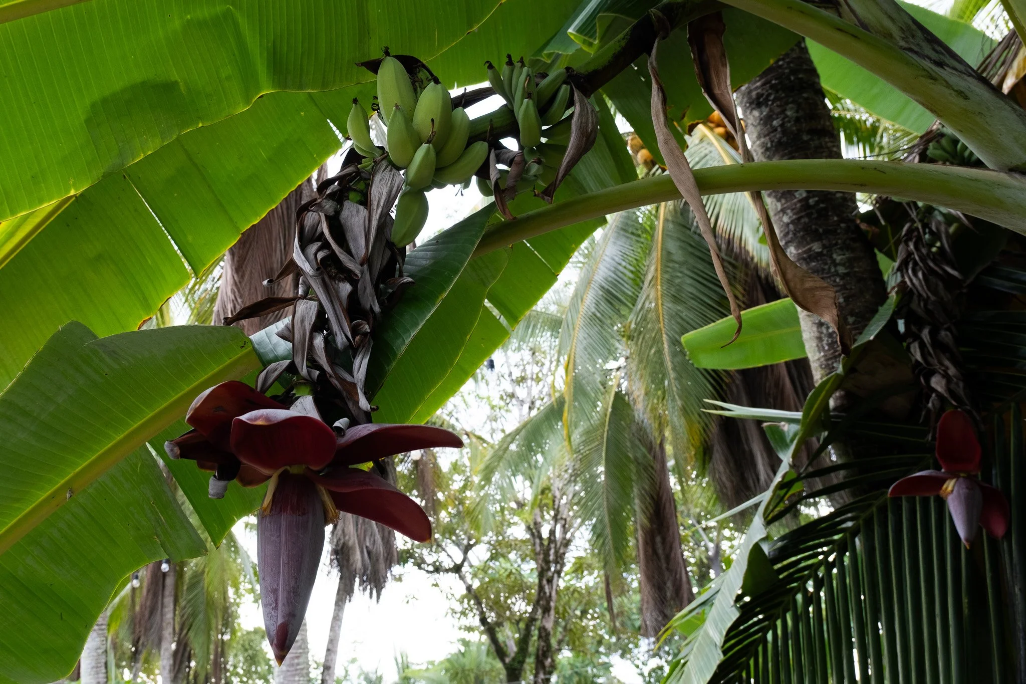DSCF6531.jpg