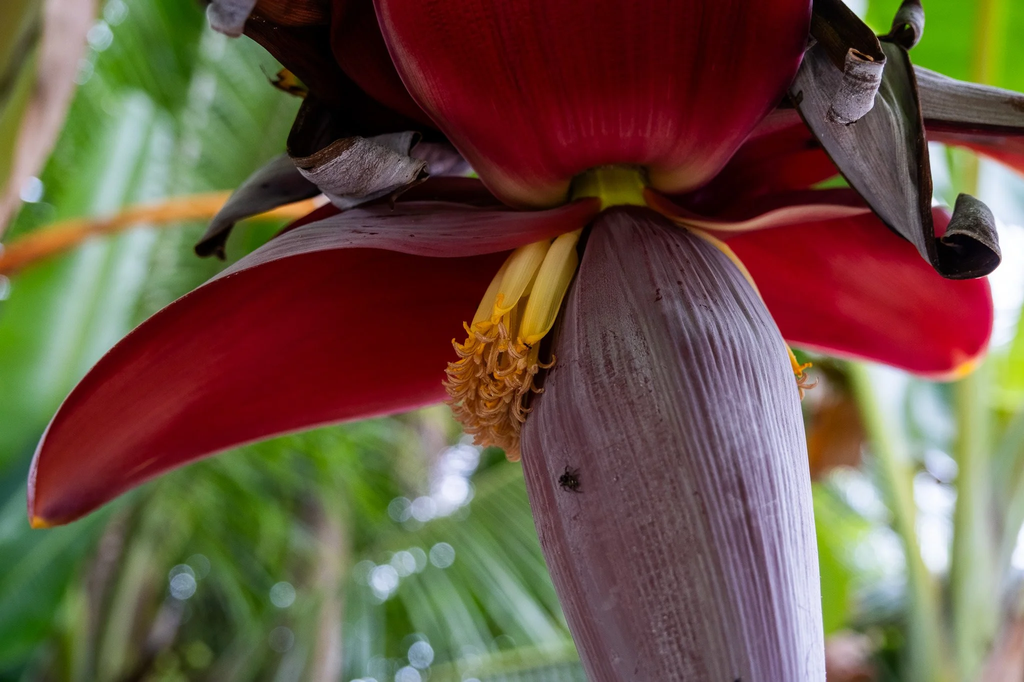 DSCF6532.jpg