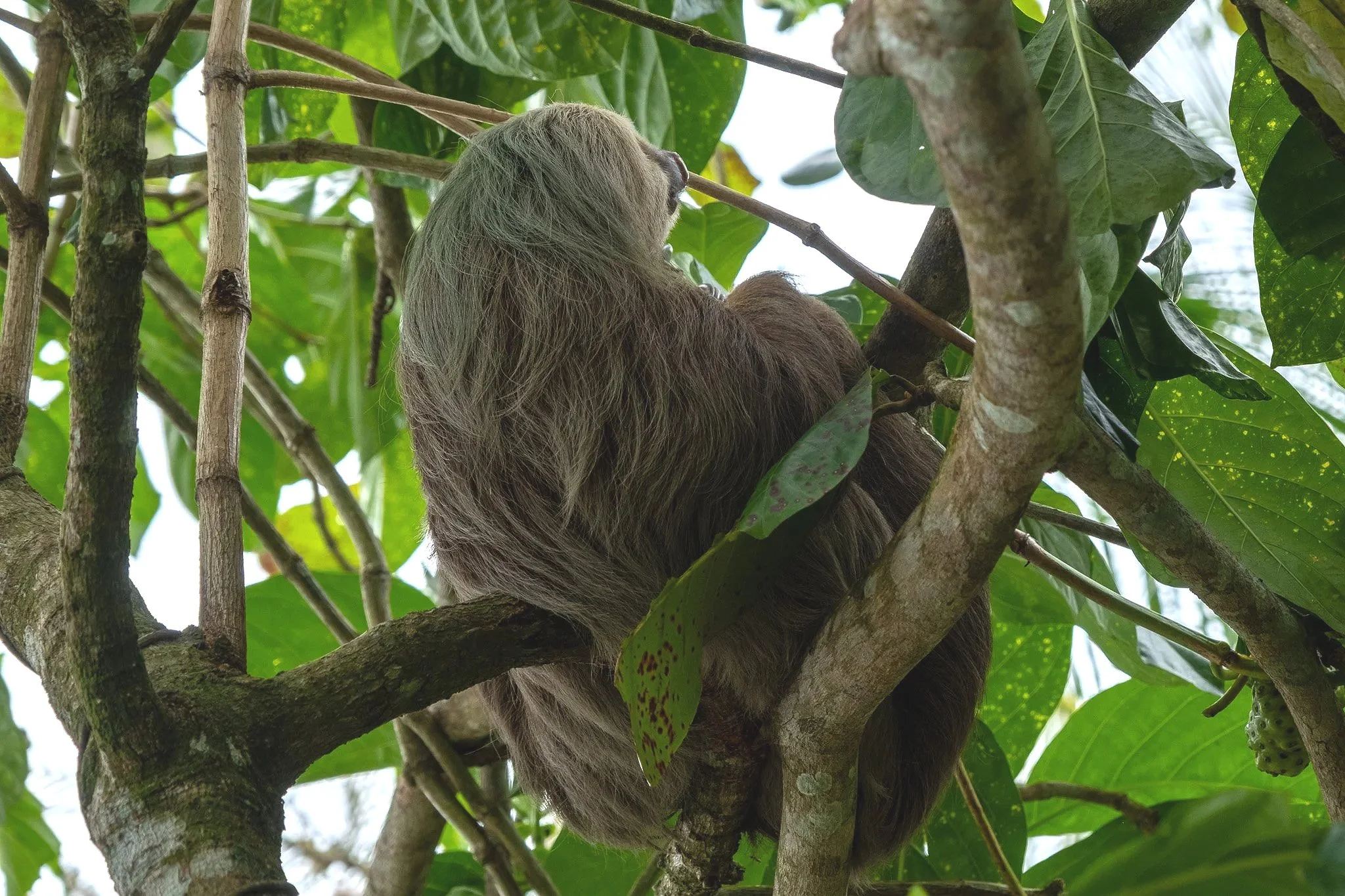 Cahuita Nationalpark, Costa Rica
