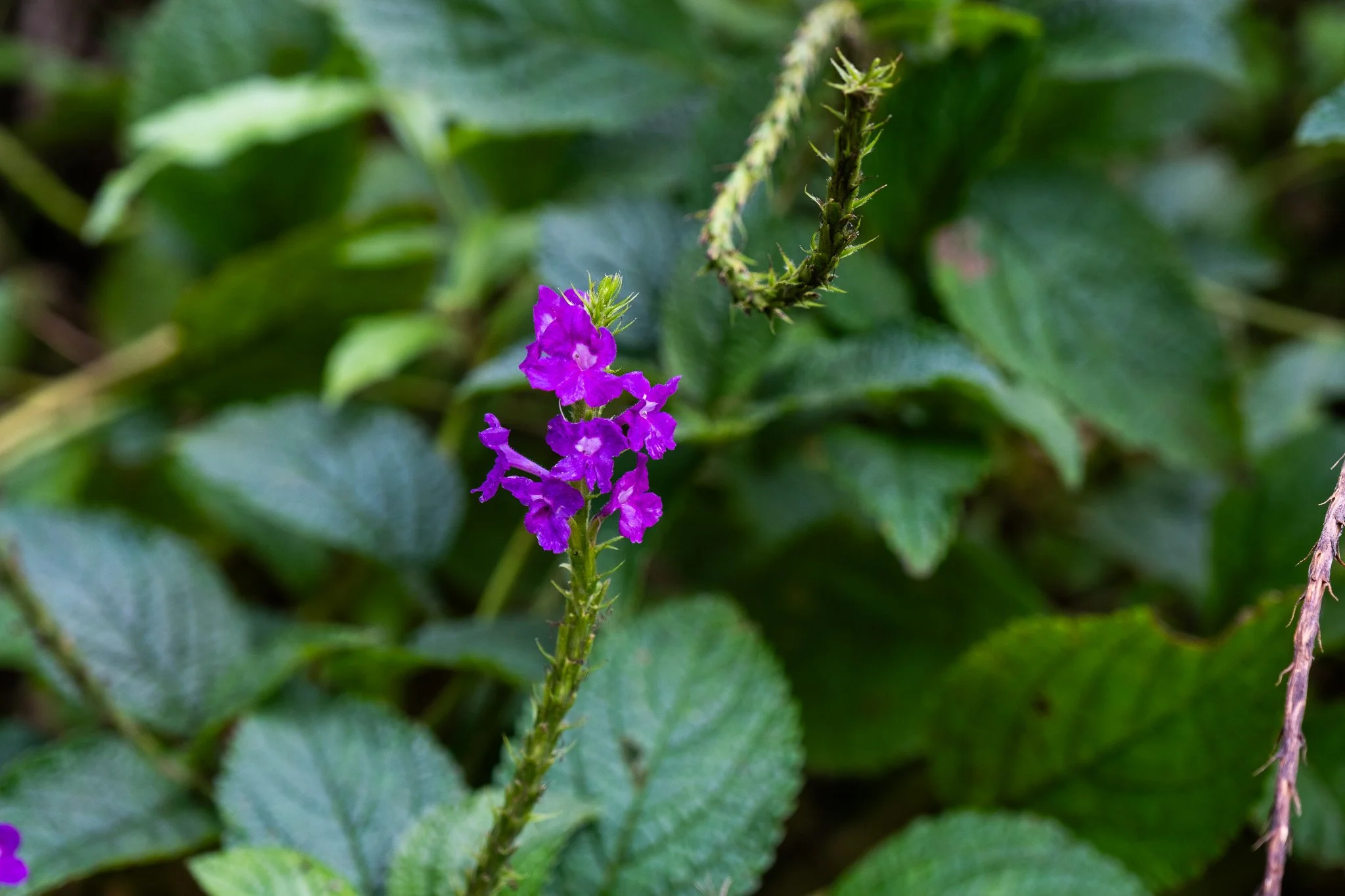 DSCF7301.jpg