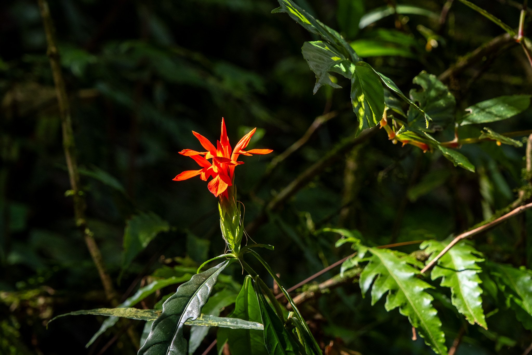 DSCF7339.jpg