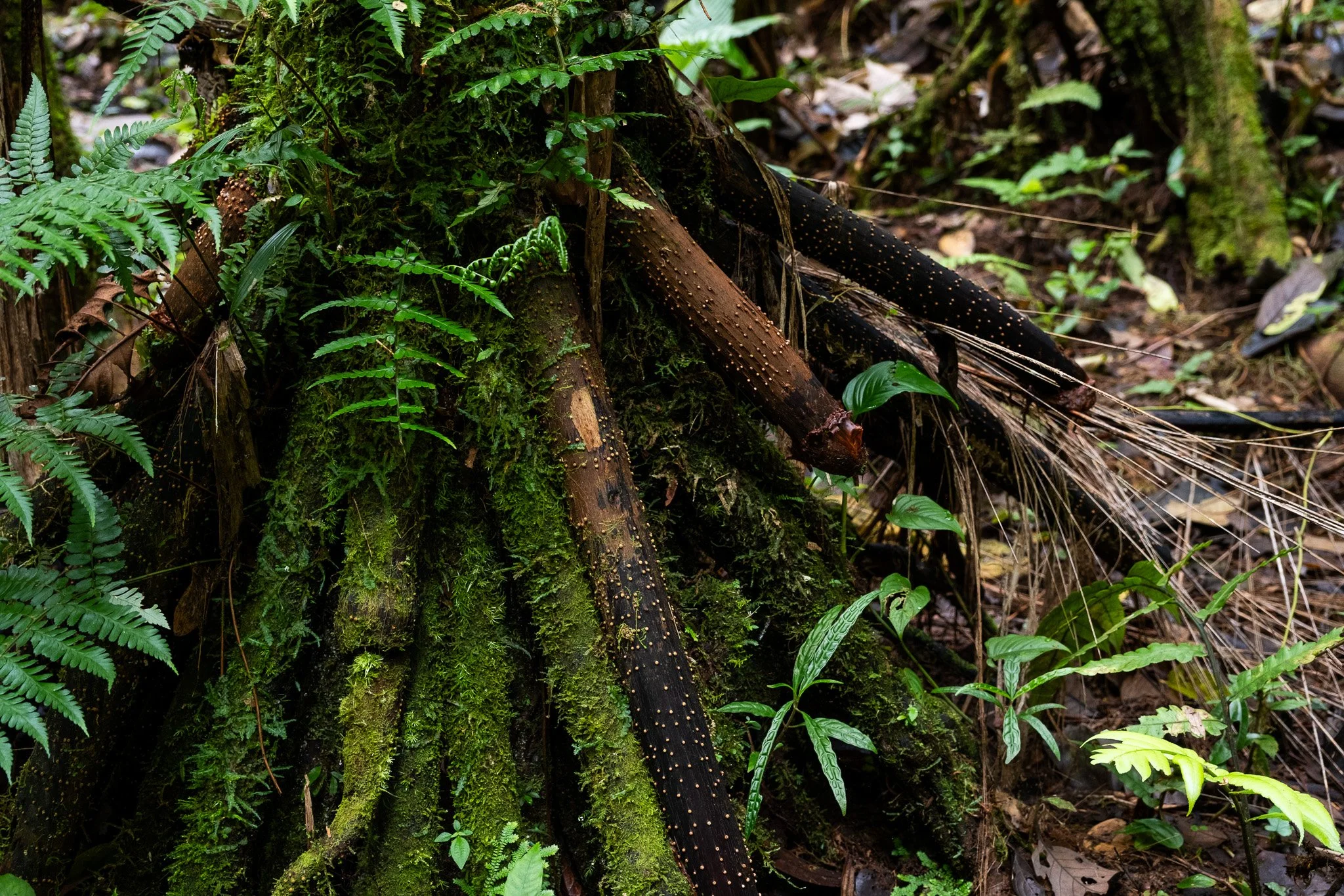 DSCF7381.jpg