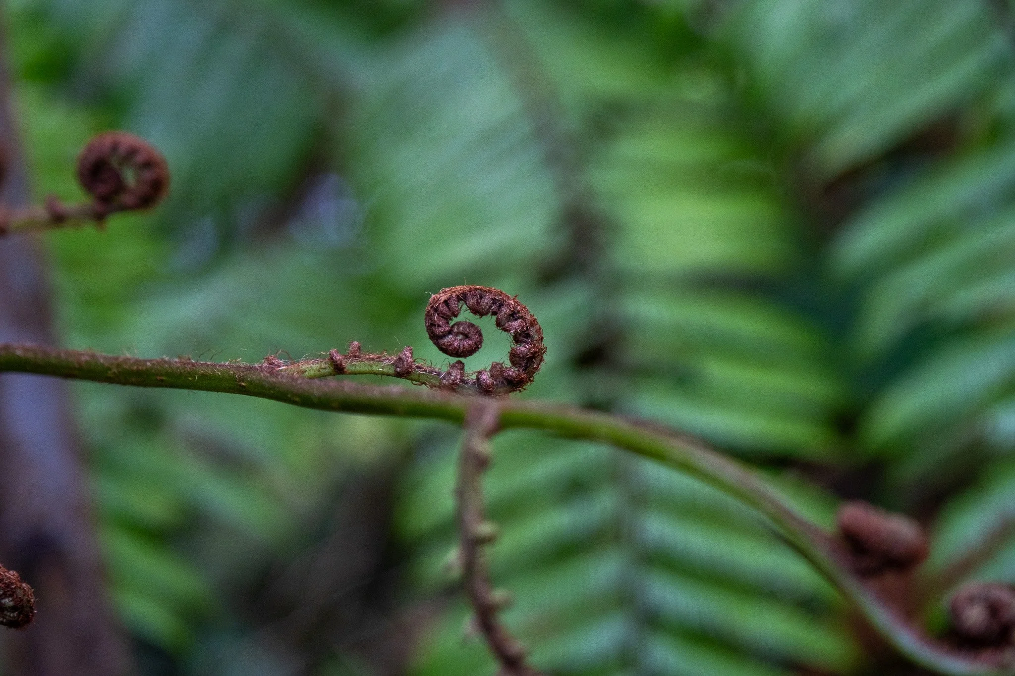 DSCF7389.jpg