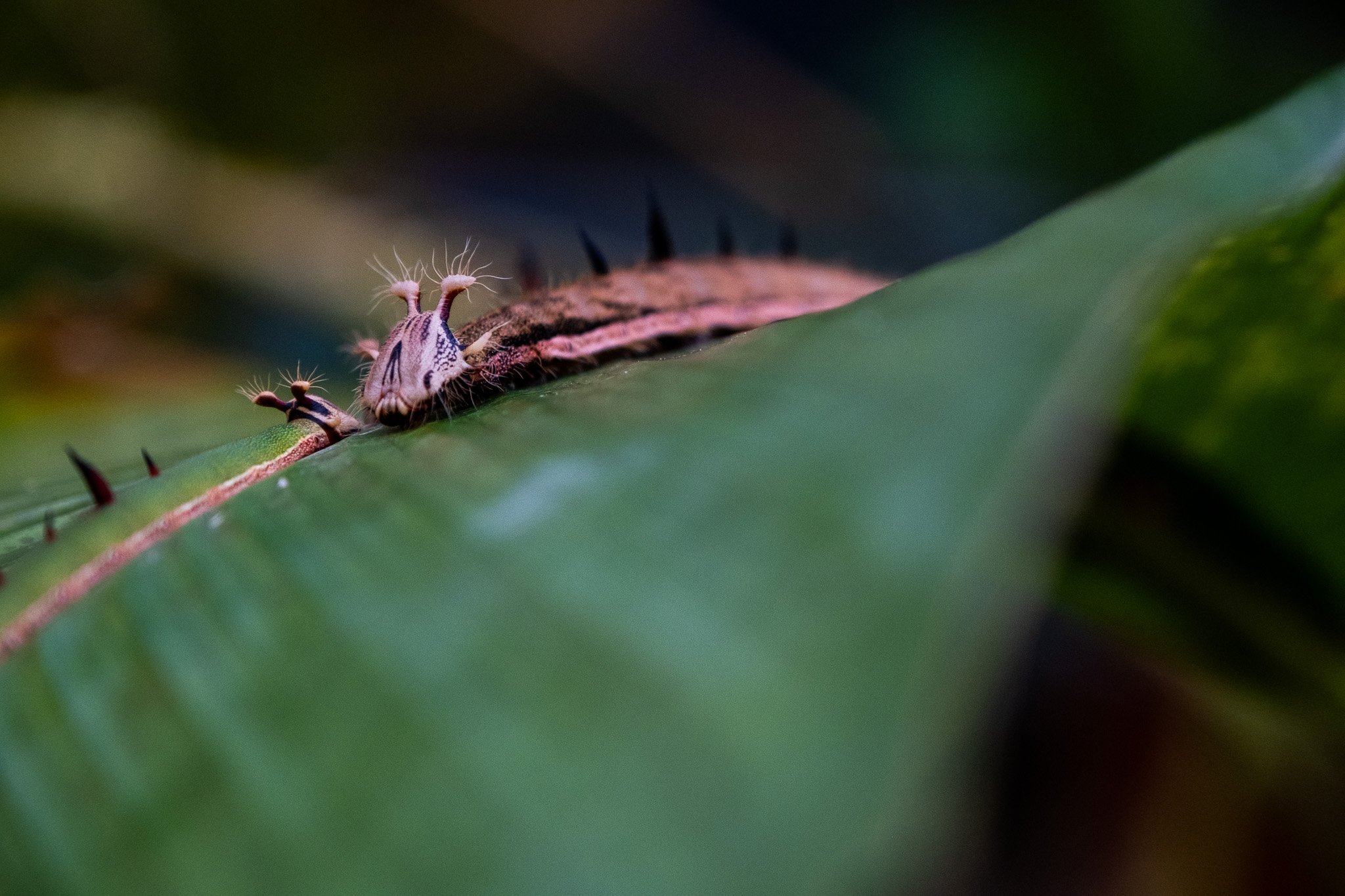 DSCF7615.jpg