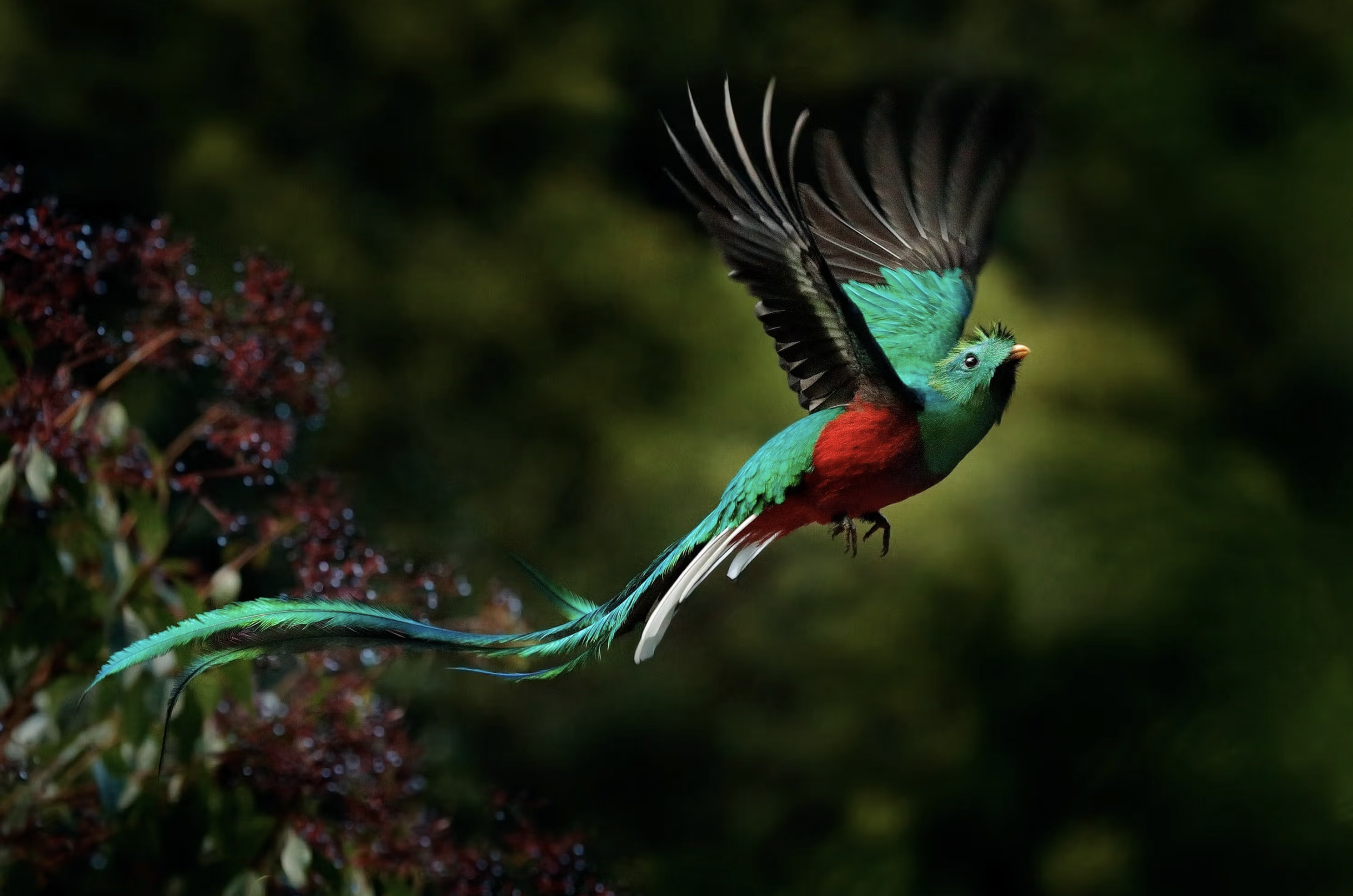 Quetzal (Shutterstock).png