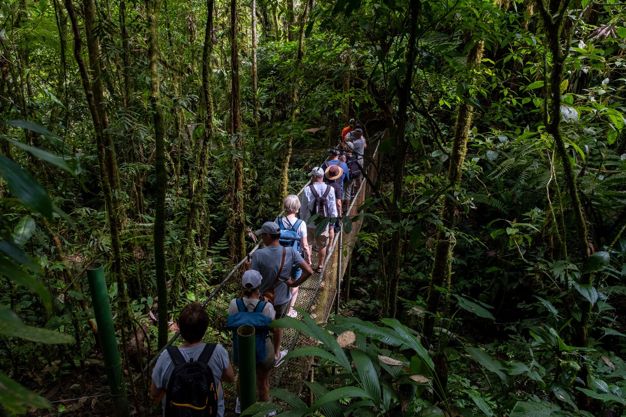Puntarenas: Durch den Nebelwald