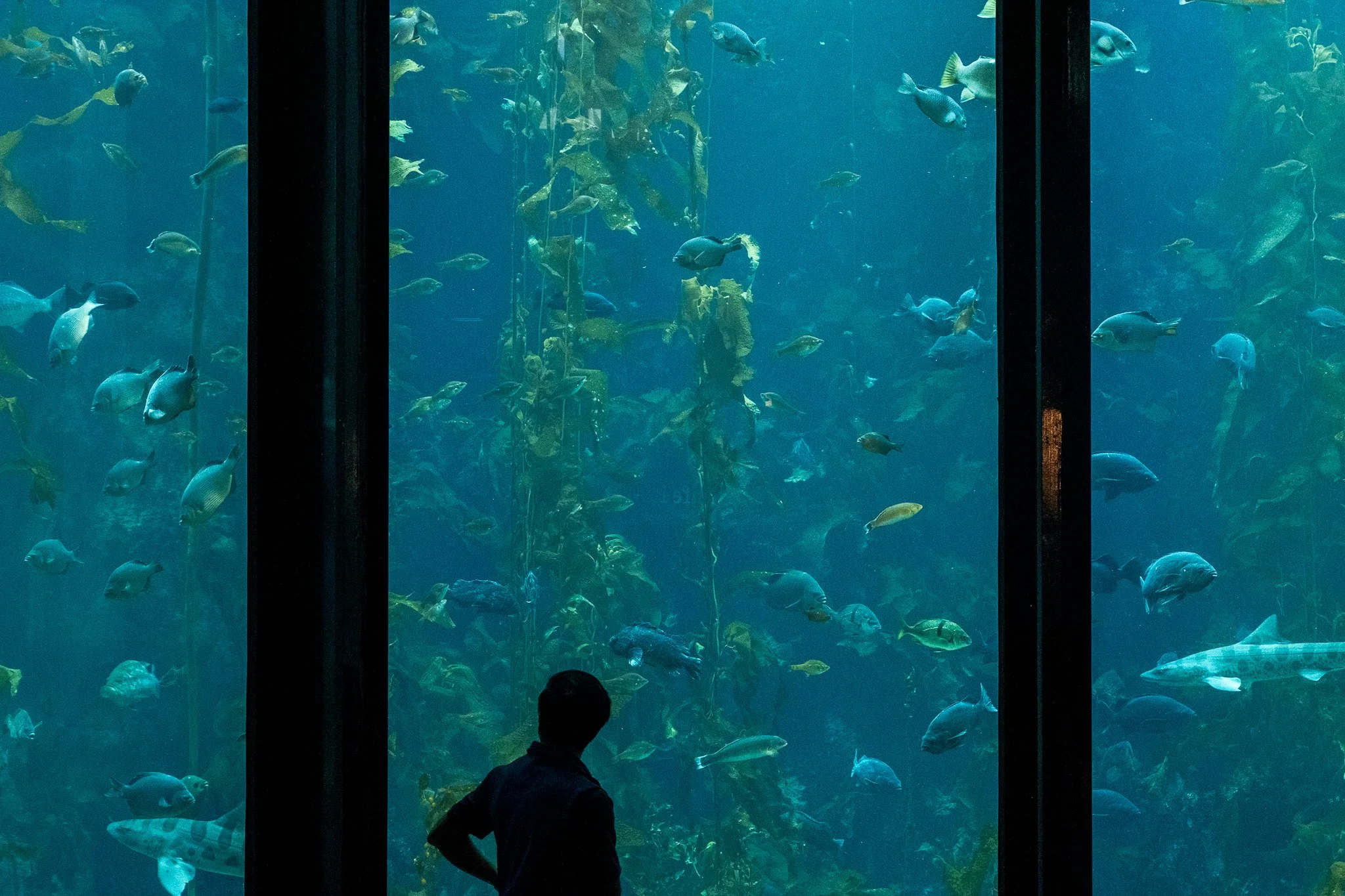 Pacific Grove: Der Zauber der Kelpwälder