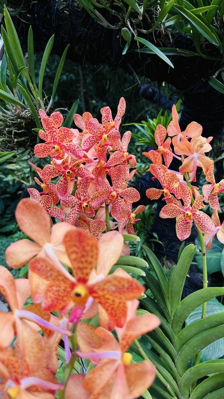 Groß (IMG_1785).jpeg