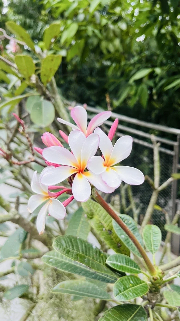 Groß (IMG_1753).jpeg