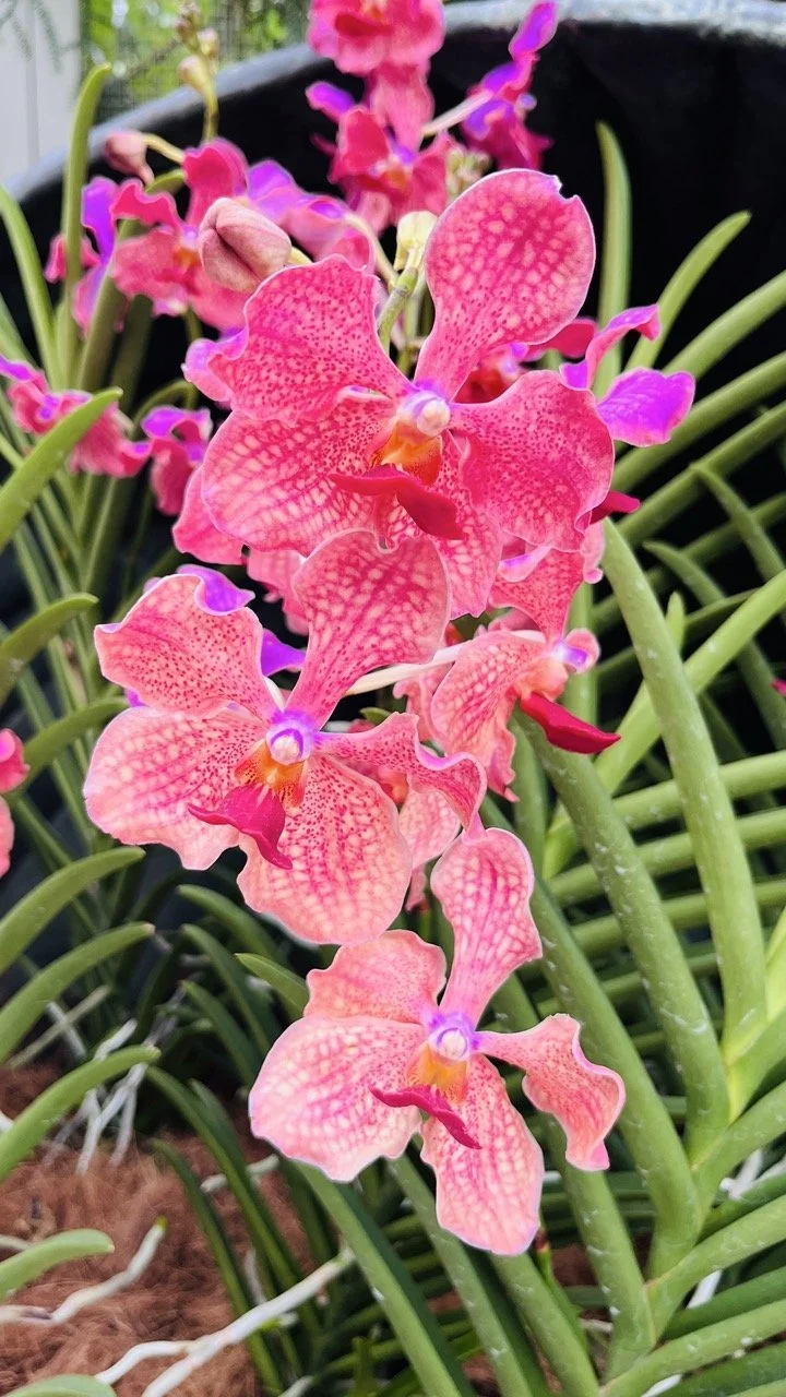 Groß (IMG_1751).jpeg