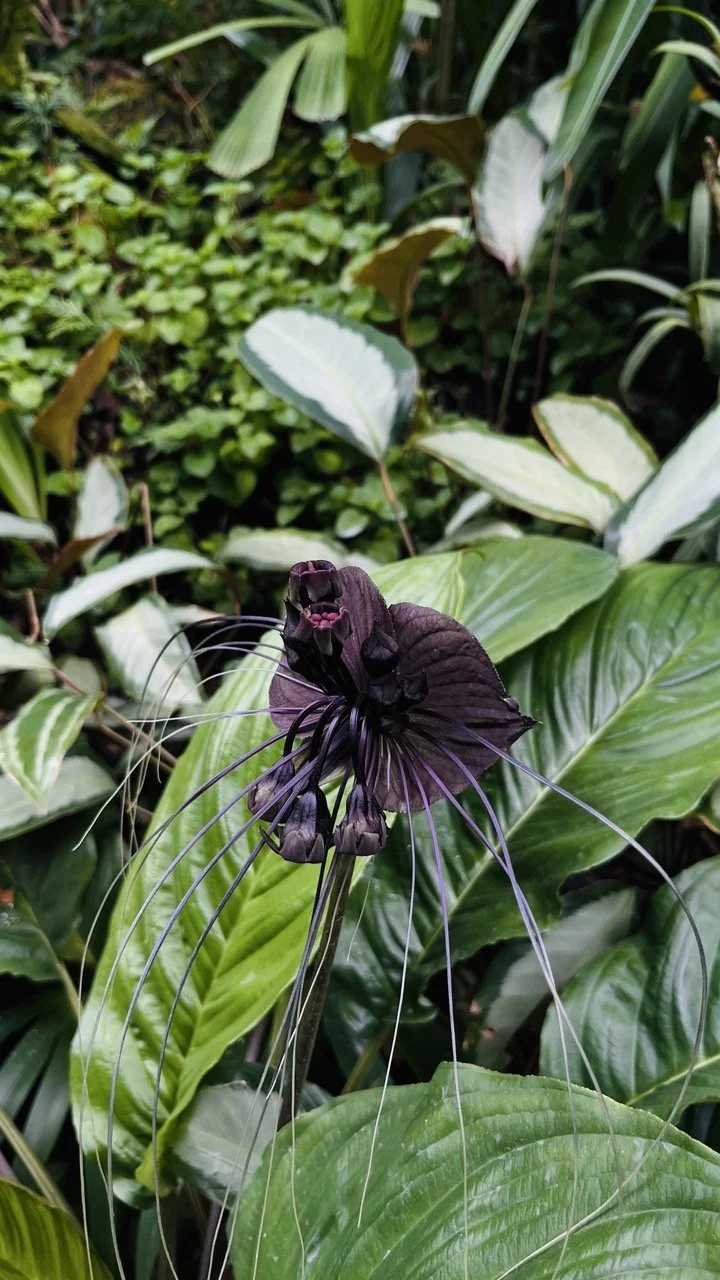 Groß (IMG_1742).jpeg