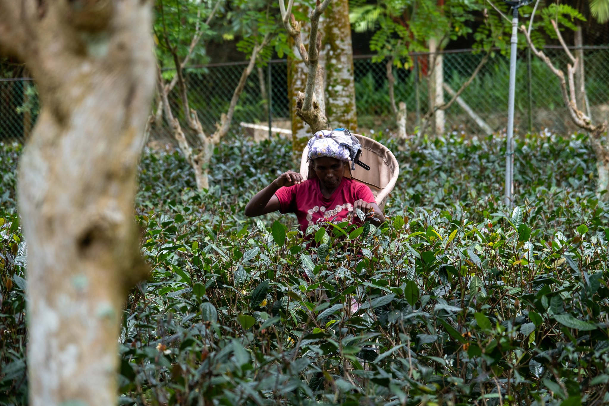 Ceylon Tea Plantation, Sri Lanka