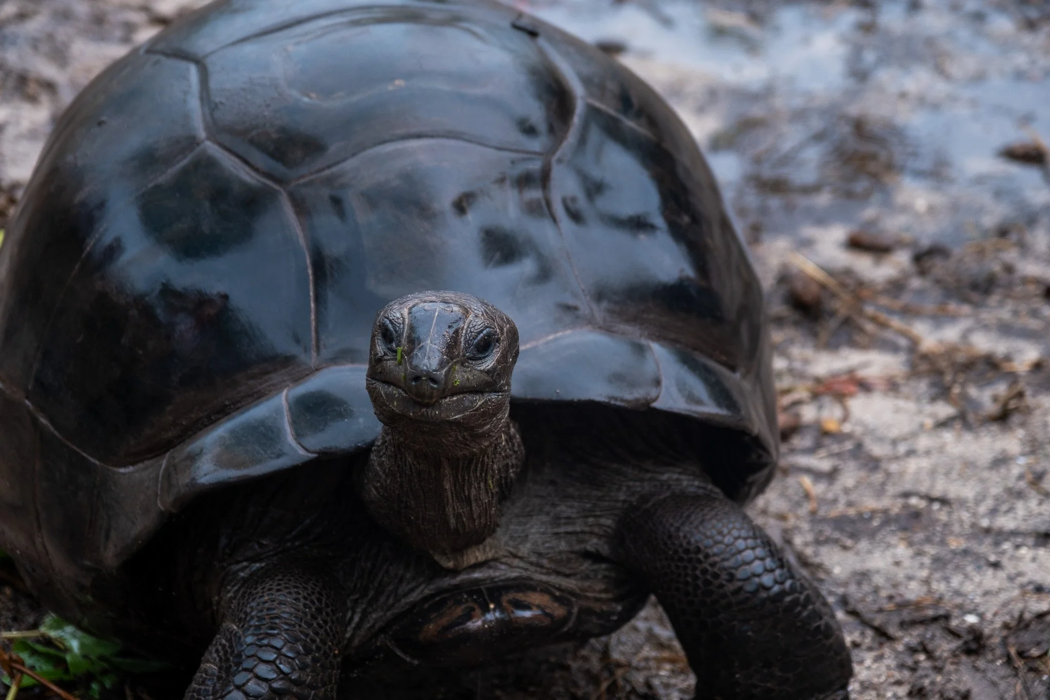 Riesenschildkröten auf La Dique, Seychellen