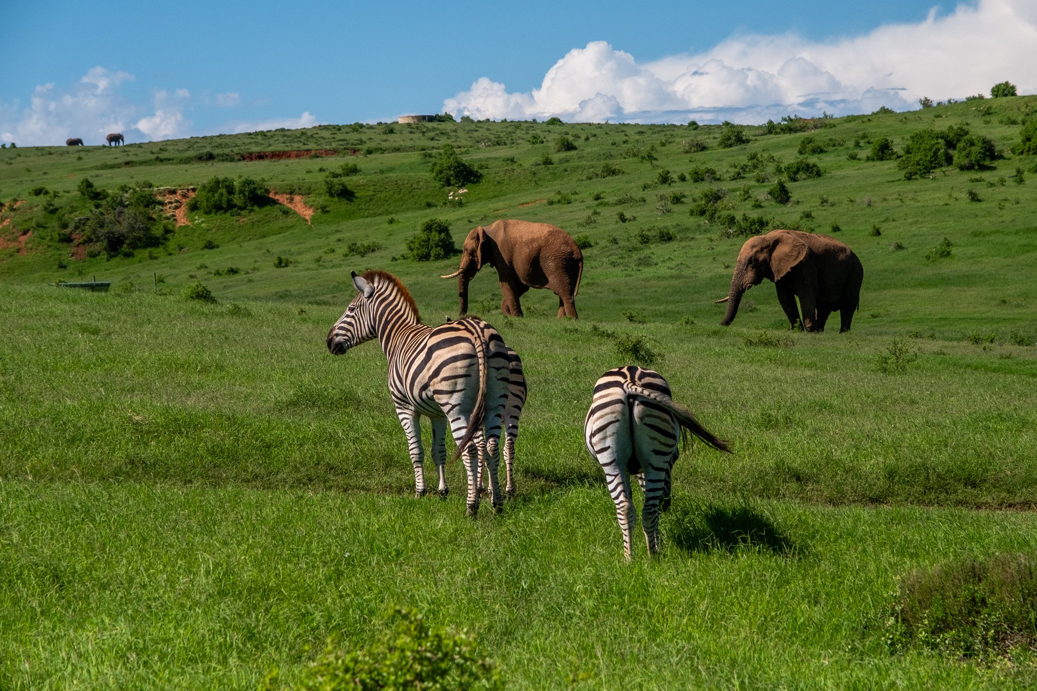 Addo-Elefanten-Nationalpark, Südafrika