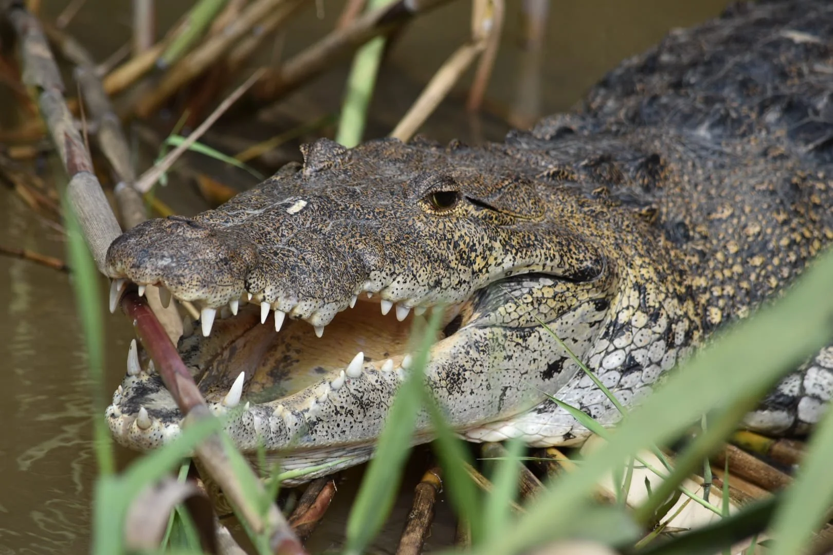 Belize River, Guatemala 