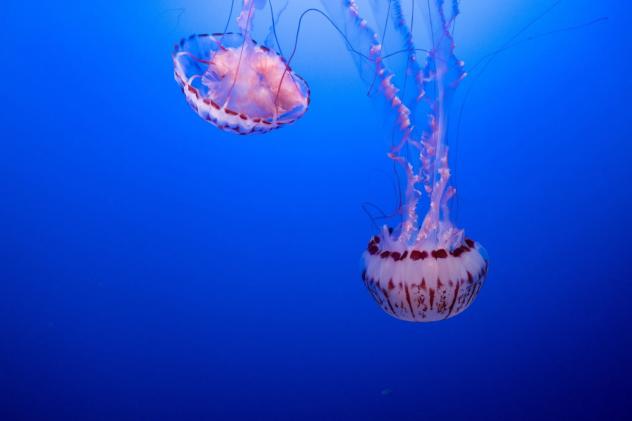  Monterey Bay Aquarium,  Monterey 