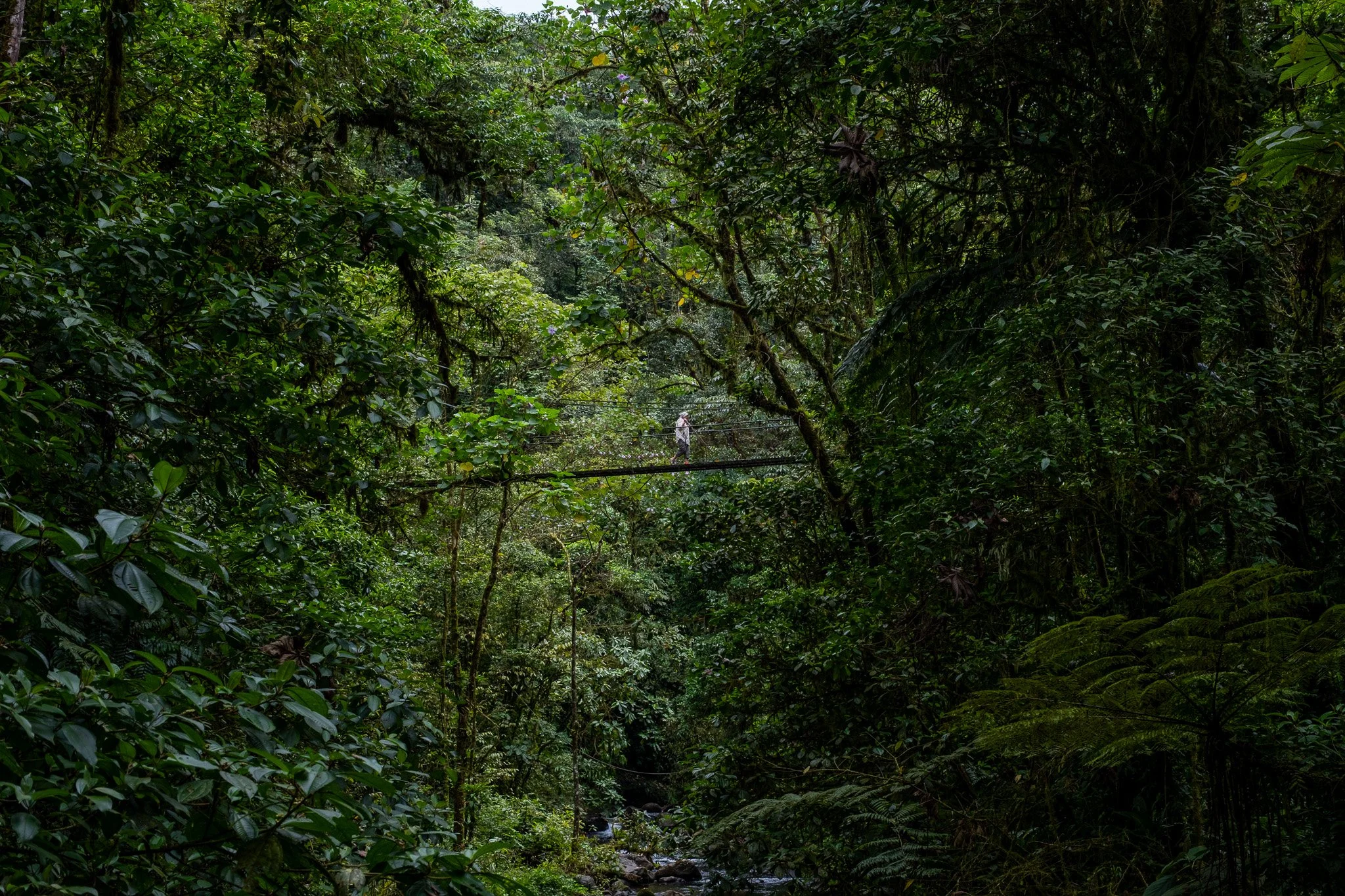 Cloud Forest Monteverde, Costa Rica