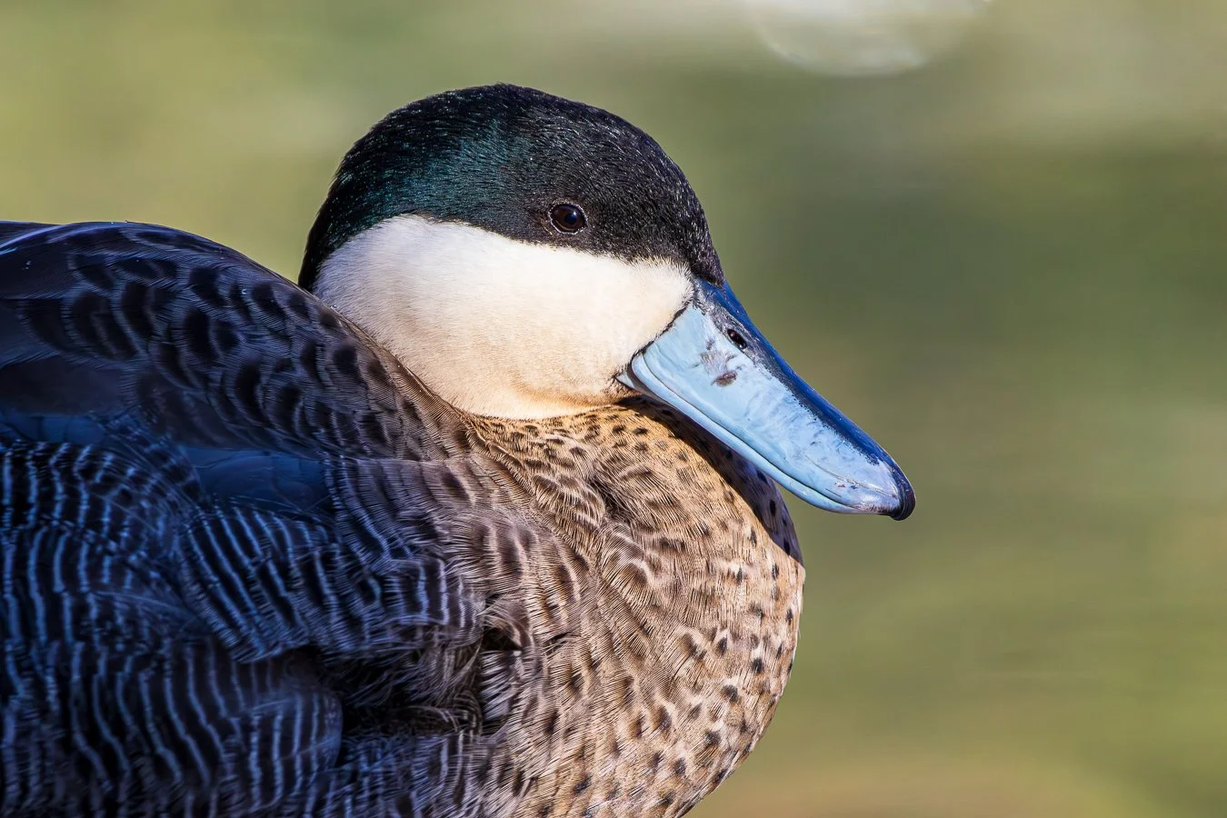 497A0742-Enhanced-NR-1-2 - Copy.jpg