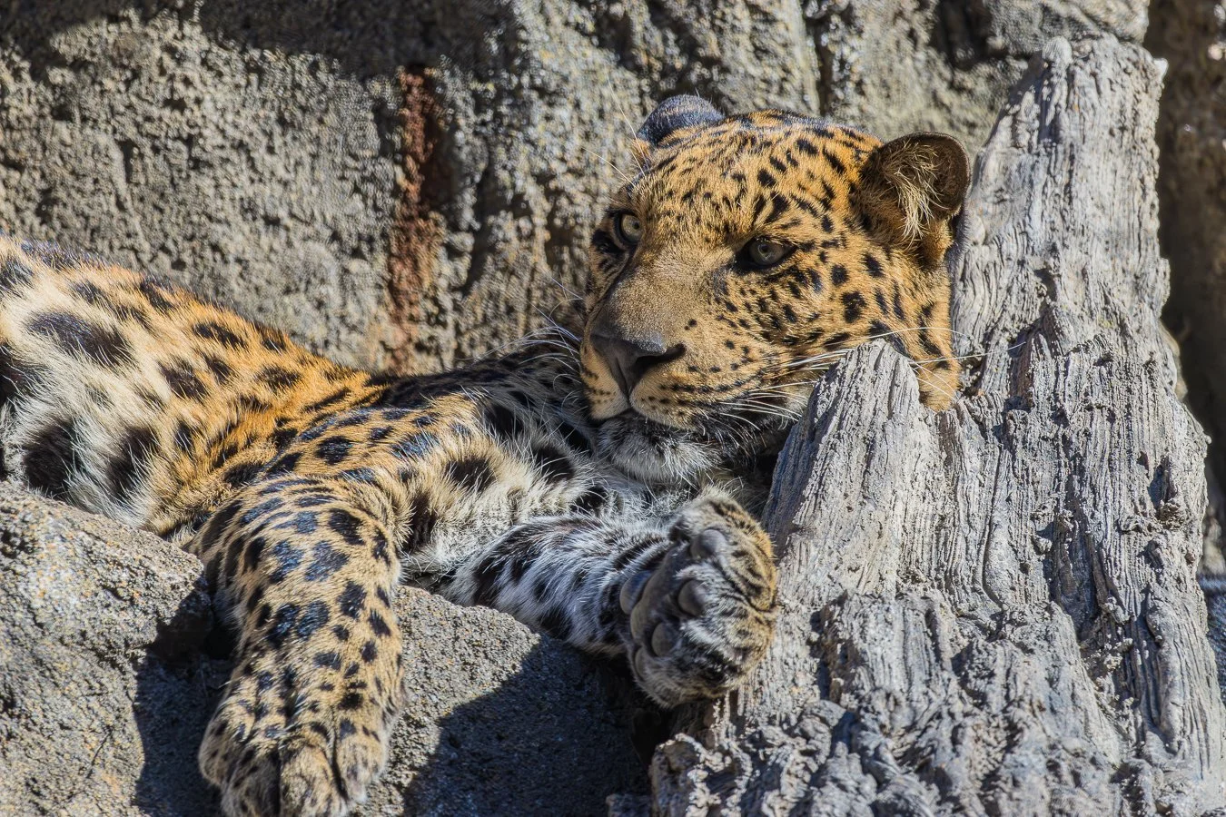 497A0257-Enhanced-NR-1-2 - Copy.jpg