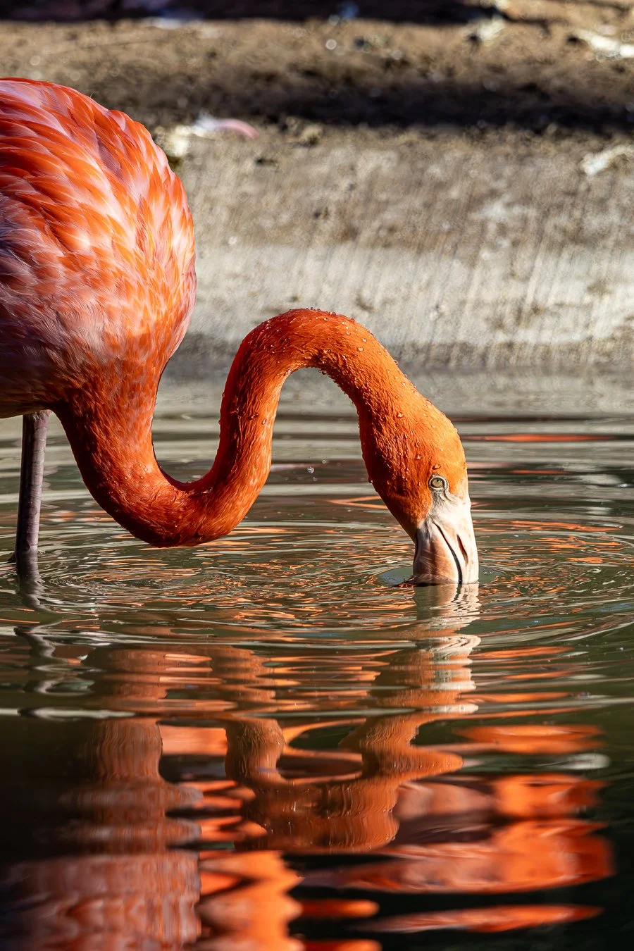 497A0763-Enhanced-NR-1-2 - Copy.jpg