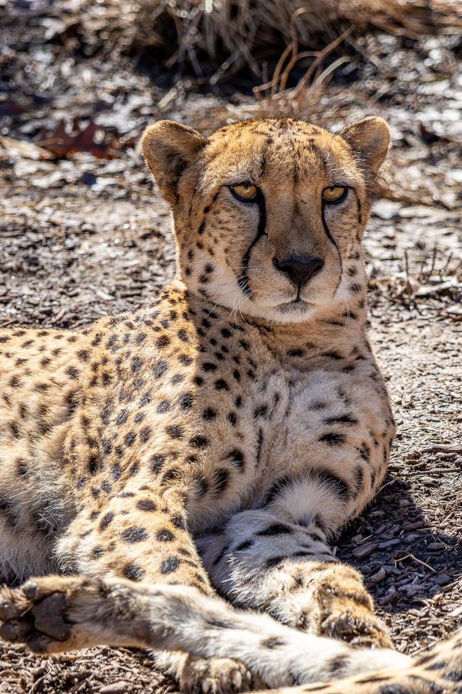 497A0237-Enhanced-NR-1-2 - Copy.jpg