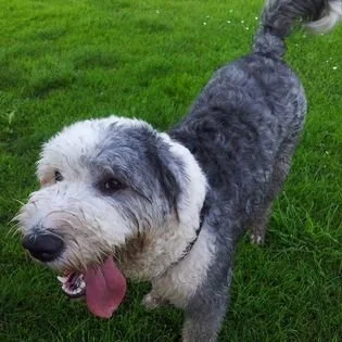 A gray and white dog with a curly tail standing on green grass, panting with its tongue out.