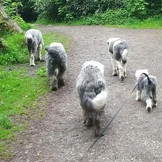 Four fluffy, black and white dogs walking on a dirt path surrounded by green grass and trees.