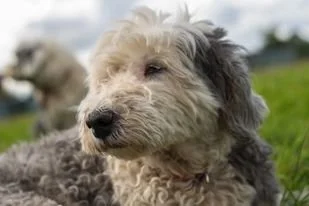 A close-up of a scruffy, gray and white dog outdoors on grass, with another dog blurred in the background.