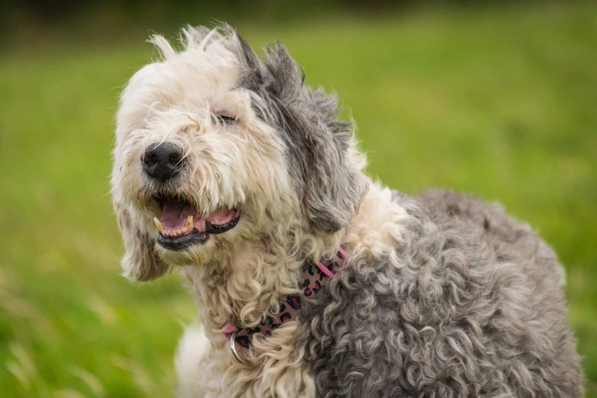 A curly-haired dog with a mix of white, grey, and black fur, wearing a pink collar with a leopard print pattern, appears to be mid-yawn with eyes closed and mouth open, in a grassy outdoor setting.