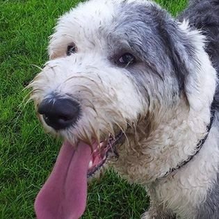 Close-up of a dog with fluffy gray and white fur, sticking out its tongue, outdoors on green grass.