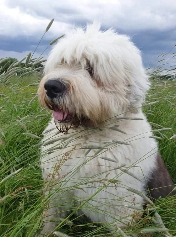 A fluffy white dog sitting in a grassy field with tall green grass and a cloudy sky in the background.