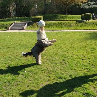 A dog playing football in a park with a grassy area, steps, and bushes in the background.