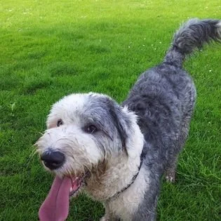 A happy grey and white dog standing on green grass with its tongue out.