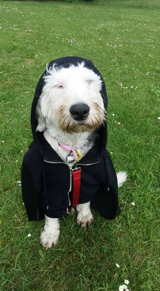 A fluffy white dog wearing a black hoodie jacket, sitting on a grassy field with small white flowers.