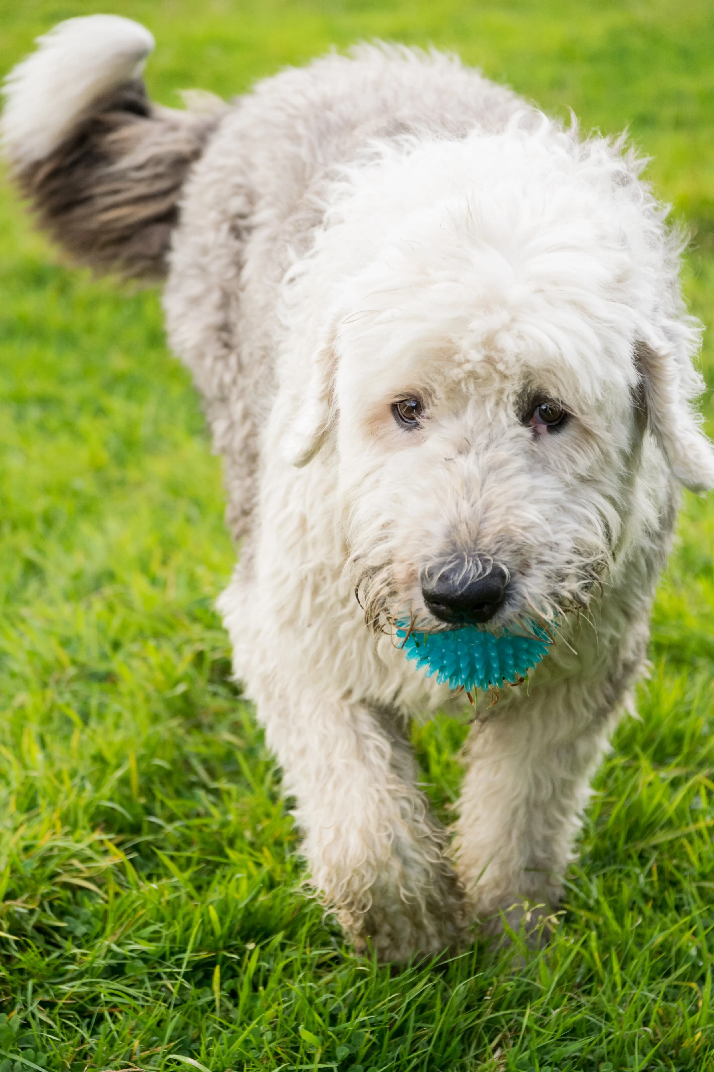 A fluffy, white and gray dog walking on green grass holding a blue rubber toy in its mouth.
