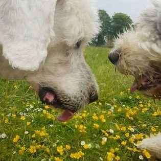 Two dogs sniffing each other in a grassy field with yellow flowers and trees in the background.