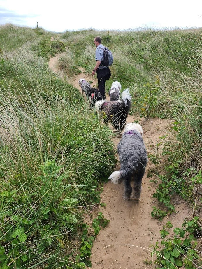 A man hiking on a narrow dirt trail through green grassy dunes, leading a line of six dogs of various breeds and sizes in a natural outdoor setting.