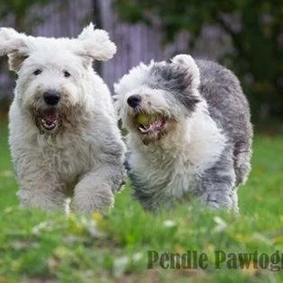 Two playful dogs running on grass in a park with trees in the background.
