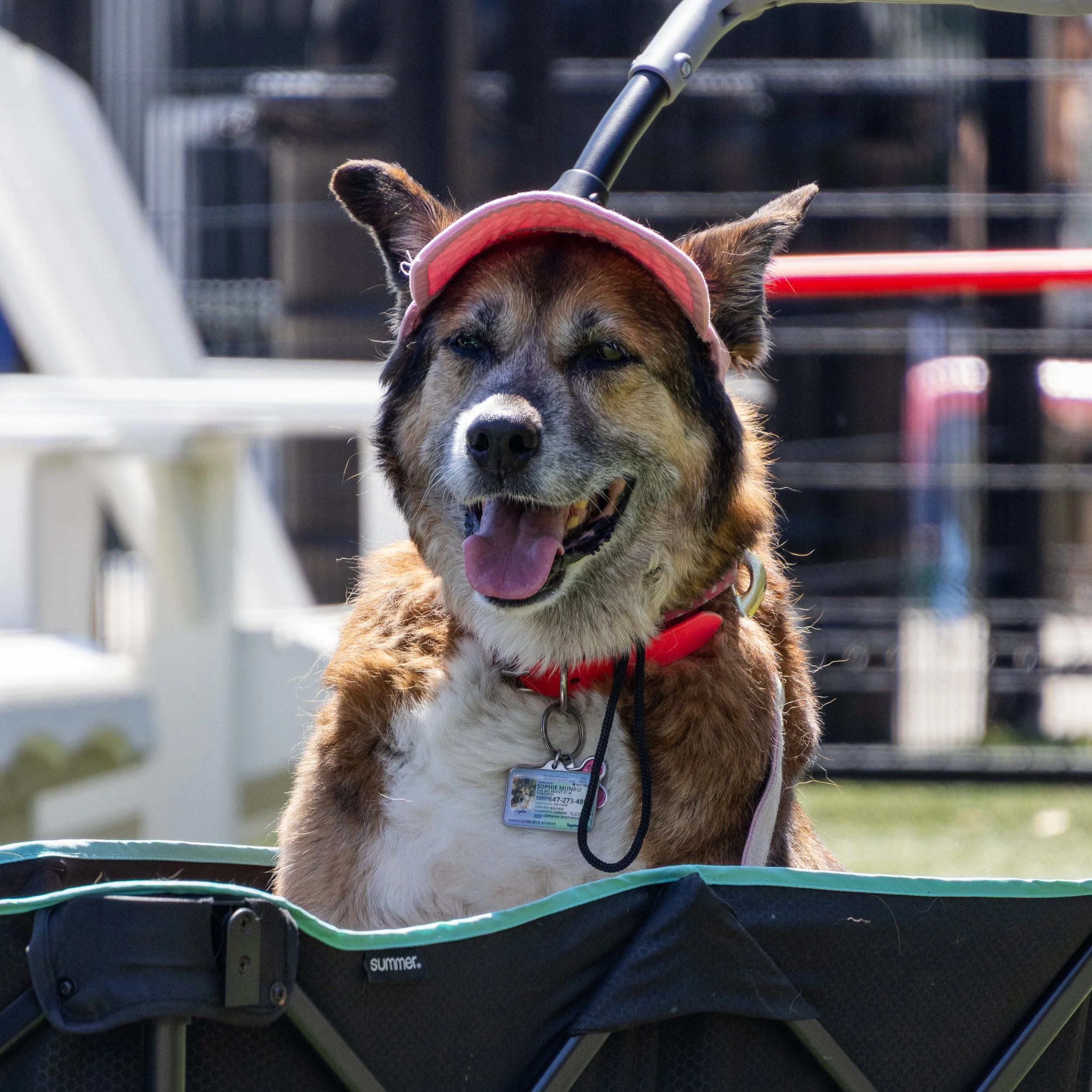 A smiling dog with a pink visor and red collar, sitting in a green and black cart outdoors, with fencing and white chairs in the background.