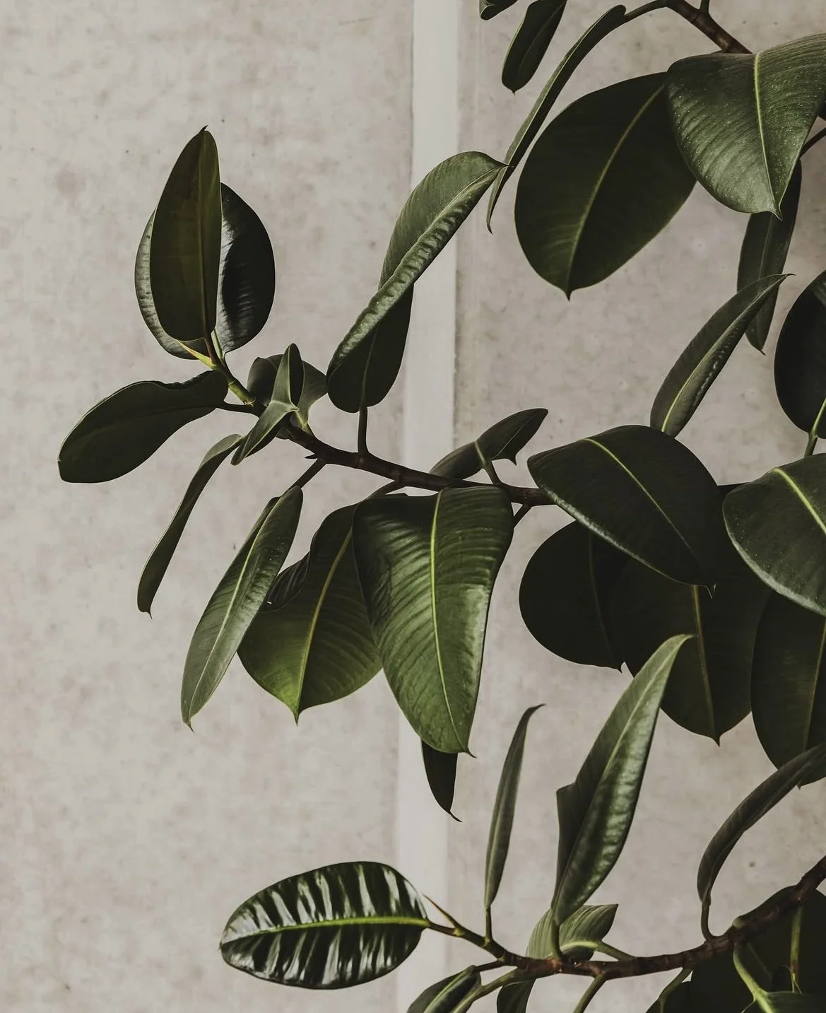 Close-up of a plant with glossy green leaves, some with prominent veins, against a light textured wall.