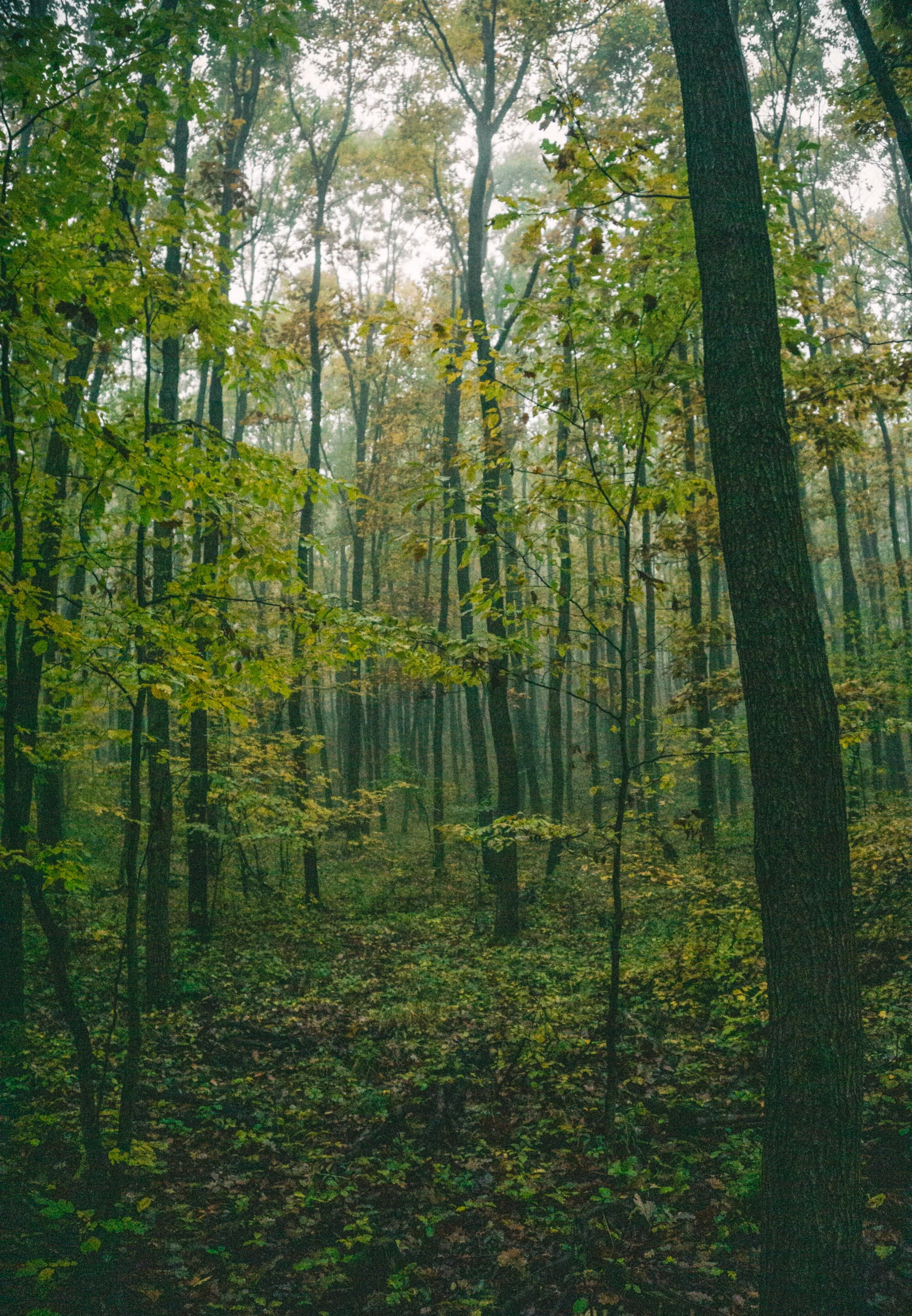 Asheville forest scene representing nature-based ecotherapy and mindfulness practices.
