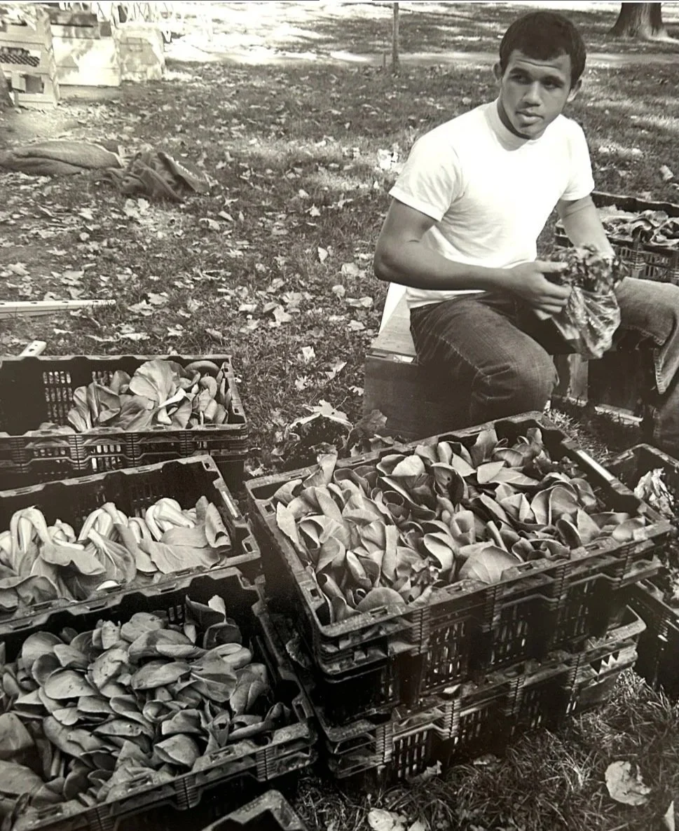 Shawn Migliorelli Harvesting Greens