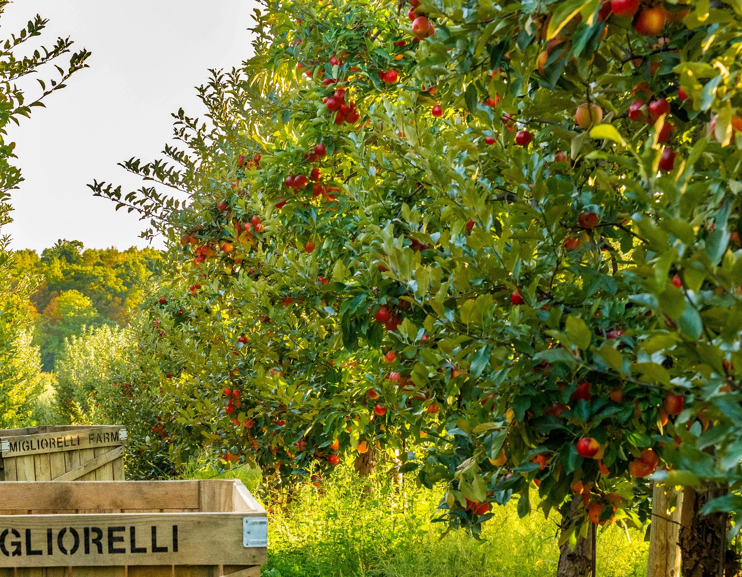 Apple trees with ripe red apples in an orchard, surrounded by green foliage, and wooden crates labeled 'Migliorelli' in the foreground.