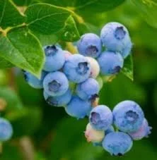 Keweenaw Wild Blueberry Jam