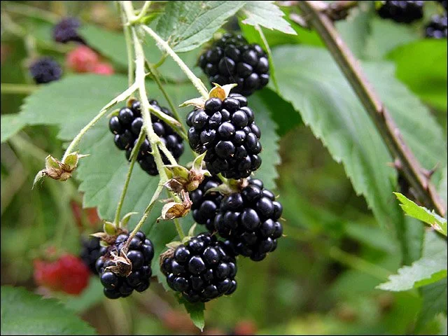 Lake Linden Plum Jam