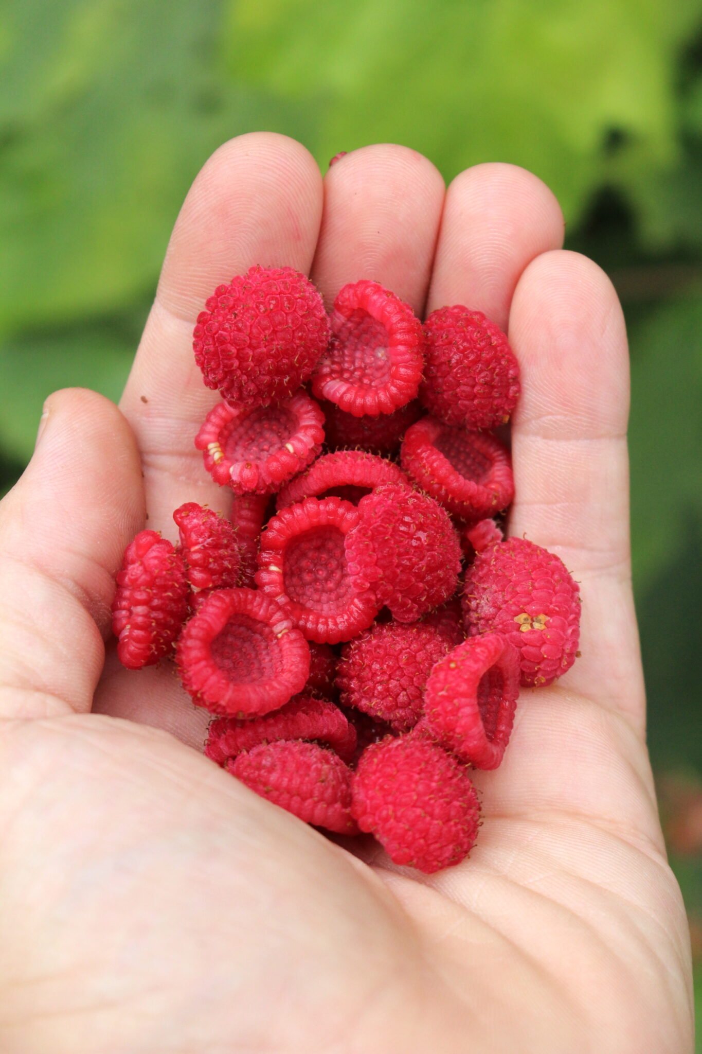 Thimbleberry Jam