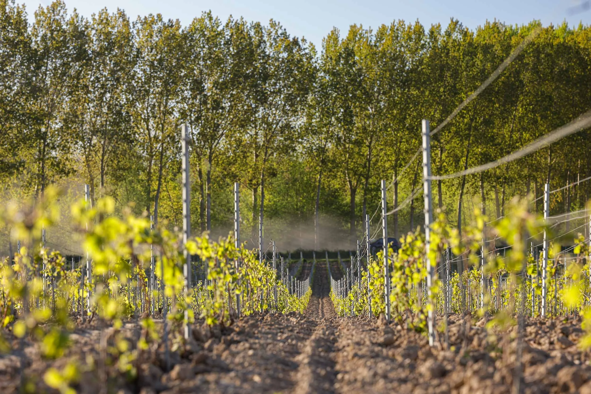 Les Foulées des Vignes: Racing through the Terroir